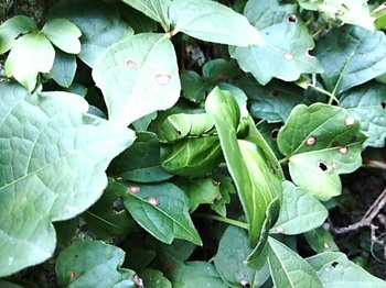 アゲハ幼虫　蔦の葉の下に隠れる