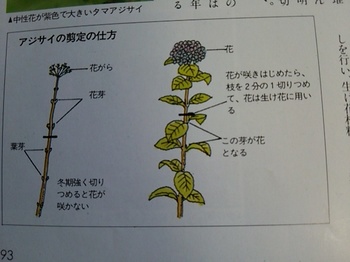 紫陽花の剪定方法